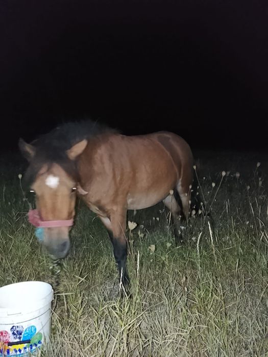 De vânzare doi ponei