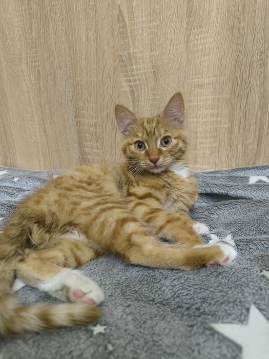 Котенок в добрые руки