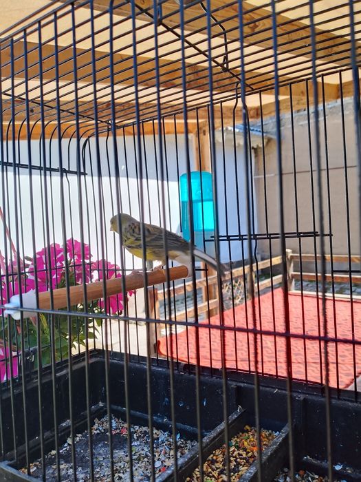 Yashil nar sotiladi oddiy sayroq