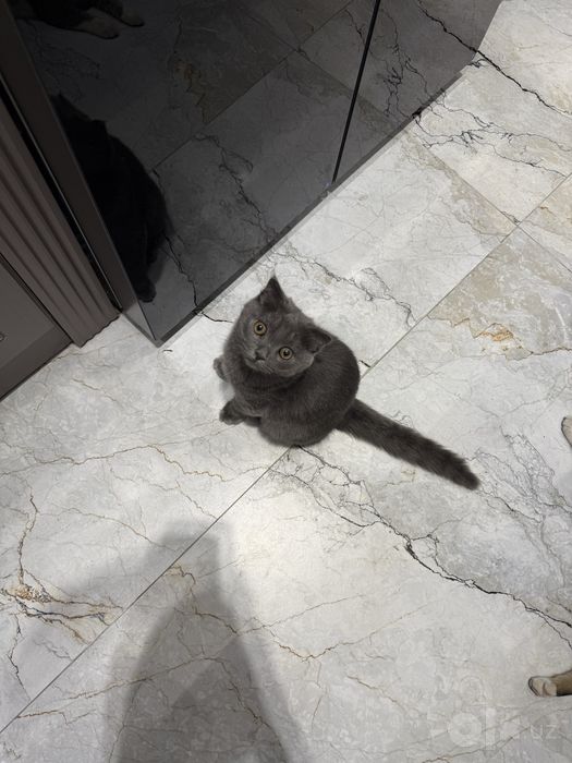 Кошка Породистая