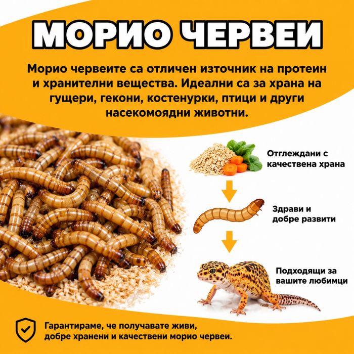 Морио червеи София