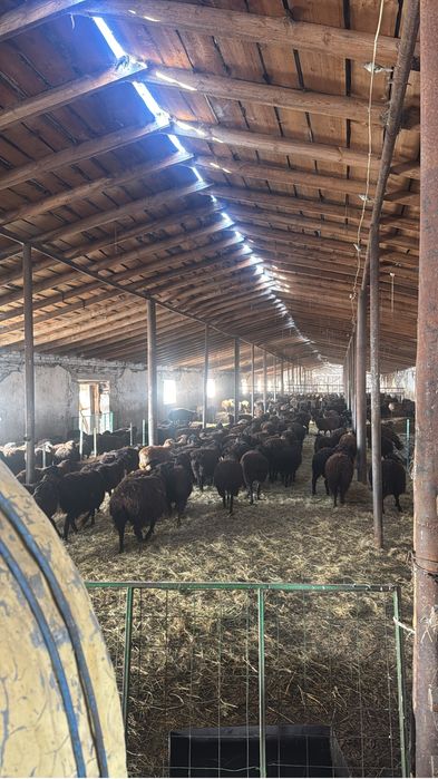 Продам барачиков на доращивание откорм