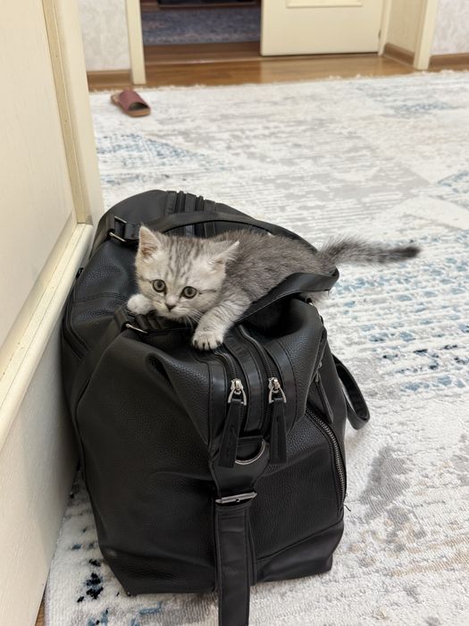 Продаем котенка в хорошие руки