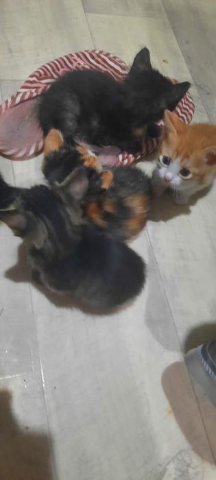 Котенки в хорошие руки