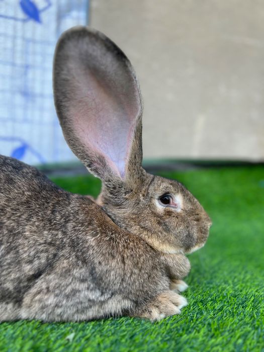 Фландер боллари сотилади