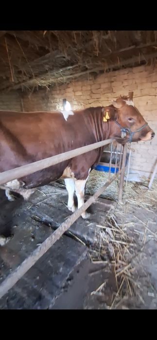 Семіз бұқа бордақы