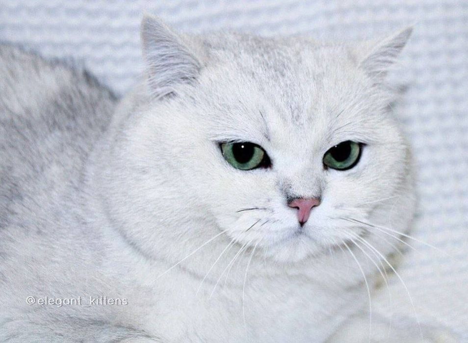 Quyon haqida jinsiy multfilm