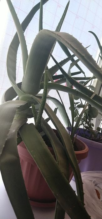 7 жылдық Алоэ сатылады