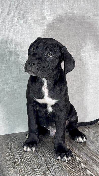 Бронь на щенков кане корсо