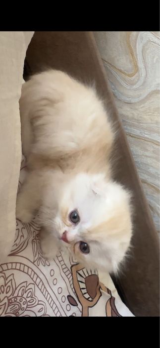 котята вислоухие шотладские