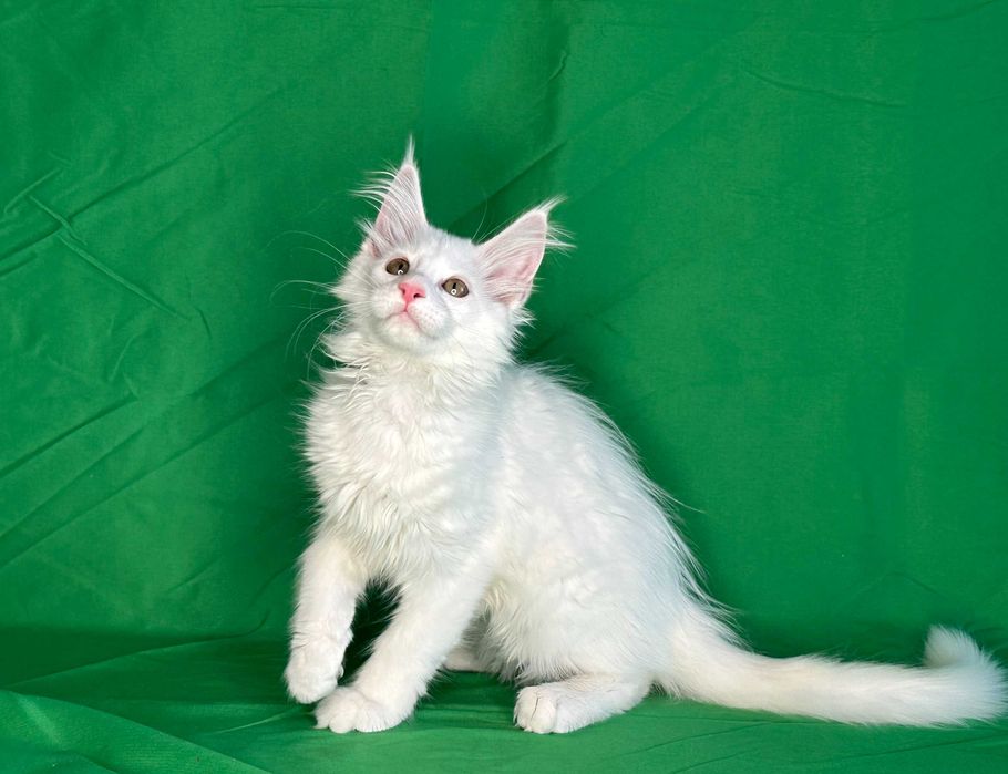 Продаются чистопородные котята мейнкун.