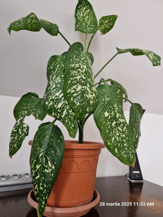 Dieffenbachia,Yucca,Palmier curmal,Tuia,Smochin