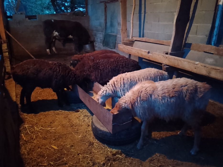 Продам баран кой сатылады