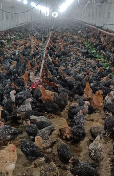 Avem pui alb de carne și pui rasă mixtă