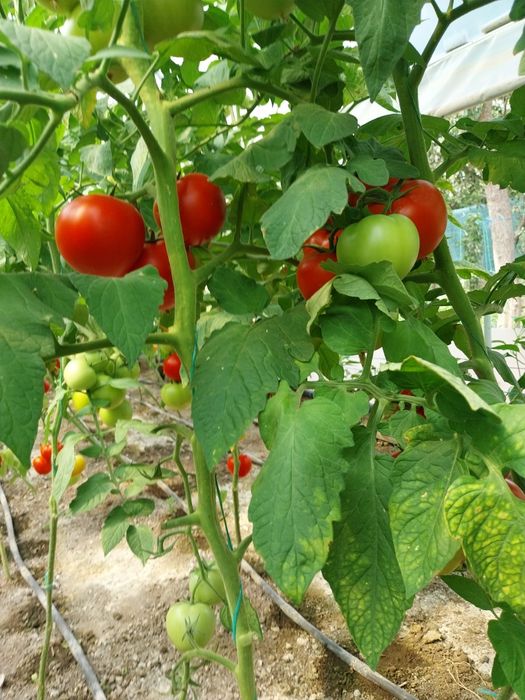 Roșii românești dulci bio!