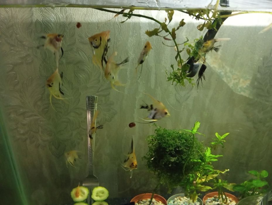 Продам аквариумных рыбок