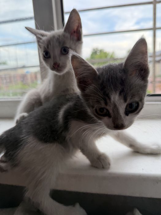 Отдам котят в добрые руки