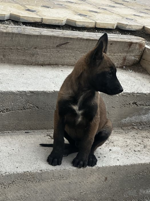 Бельгийская овчарка малинуа