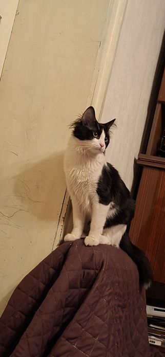 Подарявам мъжко коте