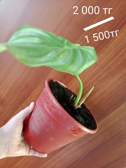 Продам коллекцию фелодрон