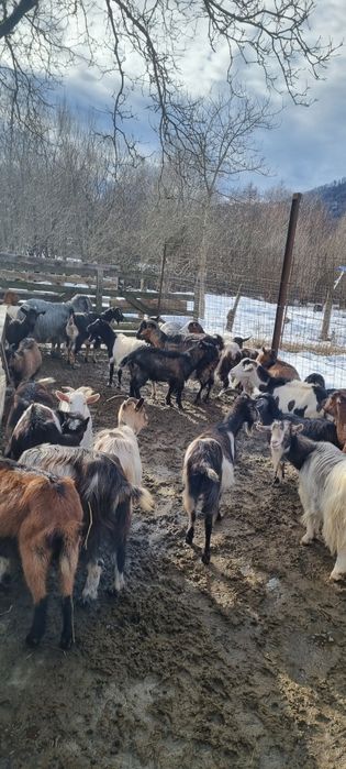 Vănd 30de capre gestante