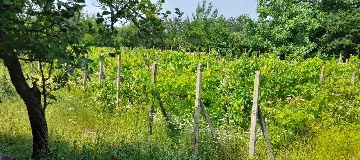 Парцел с лозов масив 1.437 дка.