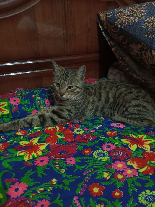 Бенгальская кошка