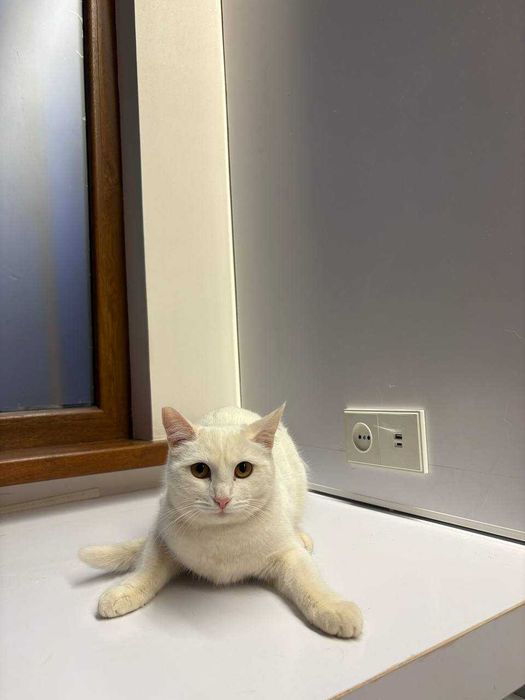 Подарю кошечку домашнюю