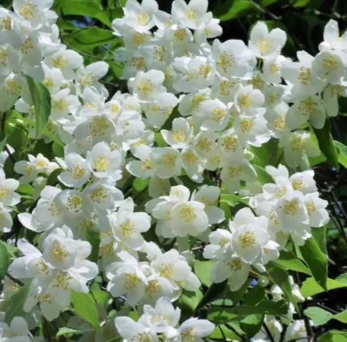 Продам раинированные саженцы