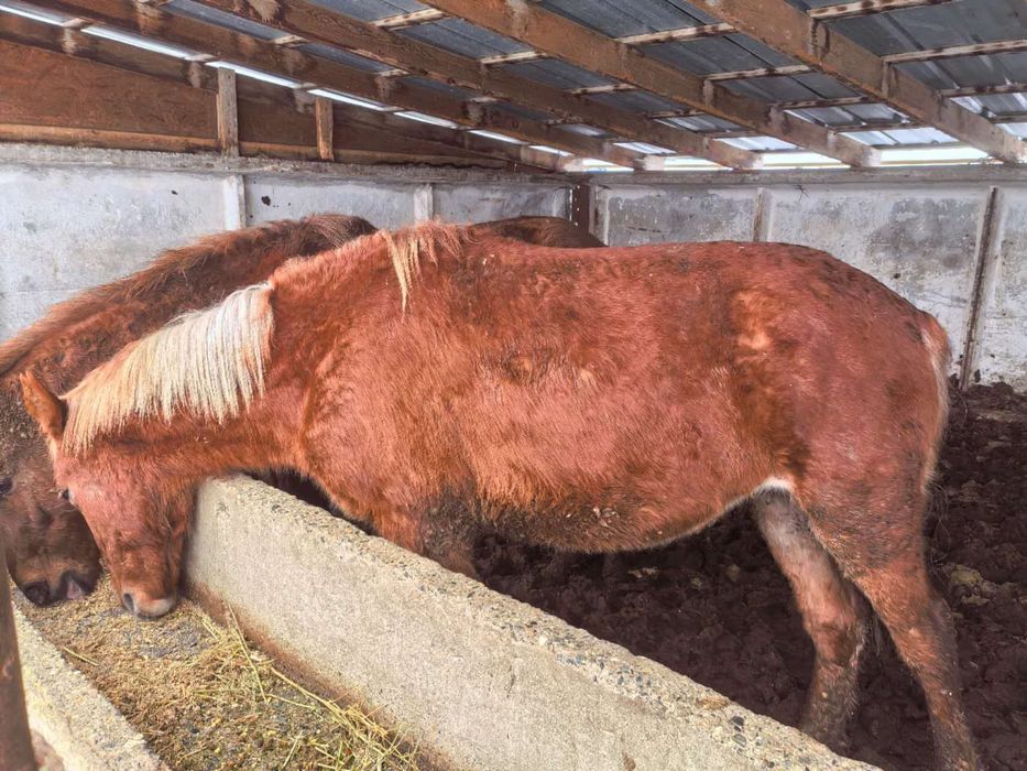 1.5 жастагы согымга байланган тайлар сатылады