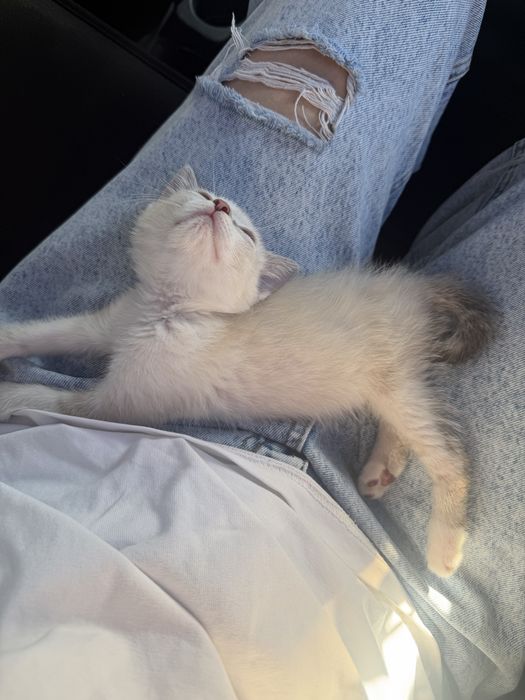 Котенок 1,8 месяц