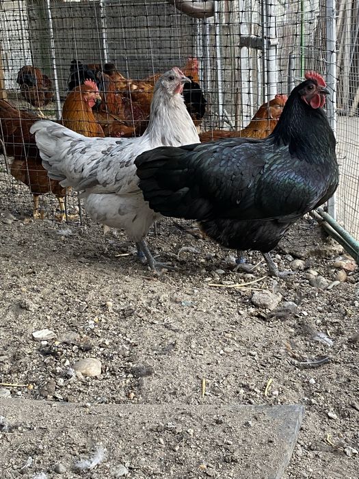 Oua incubat Australorp