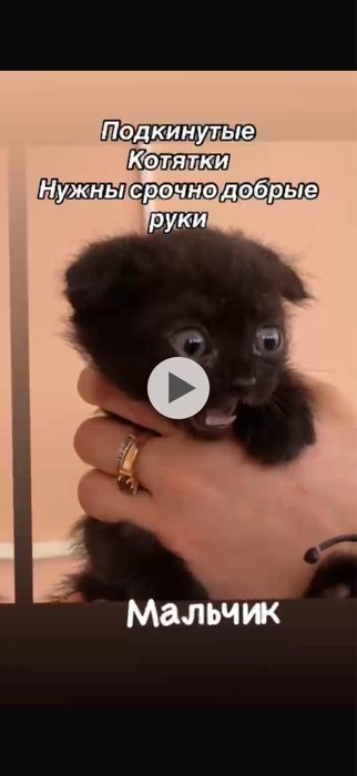 Отдам даром котят