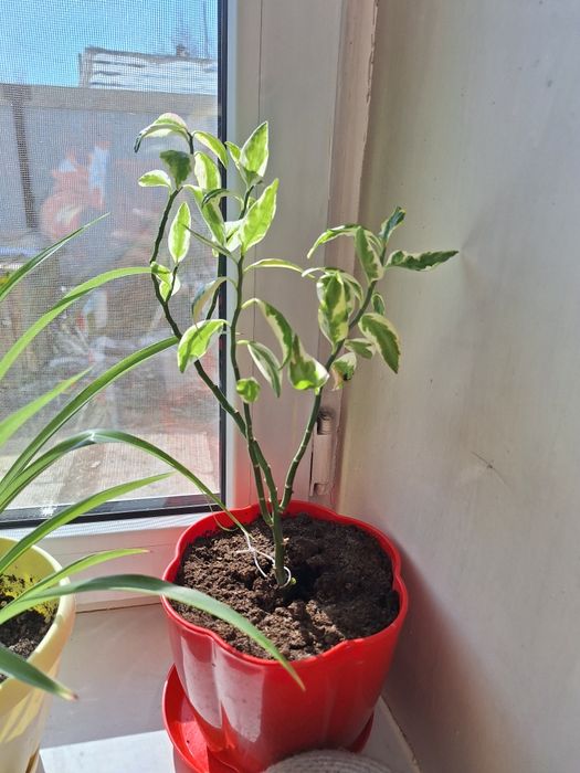 Продам комнатные цветы