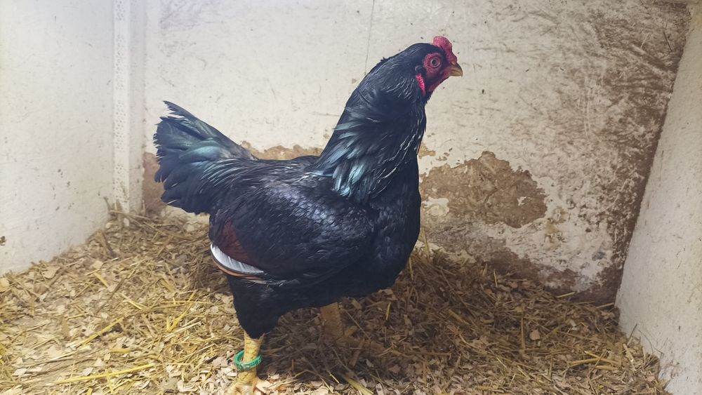 Familie Combatant Indian an 2025