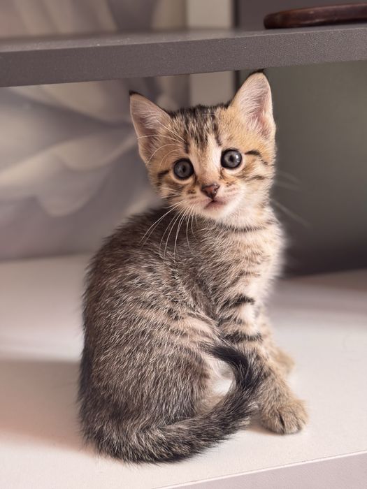 Породистые котята бесплатно