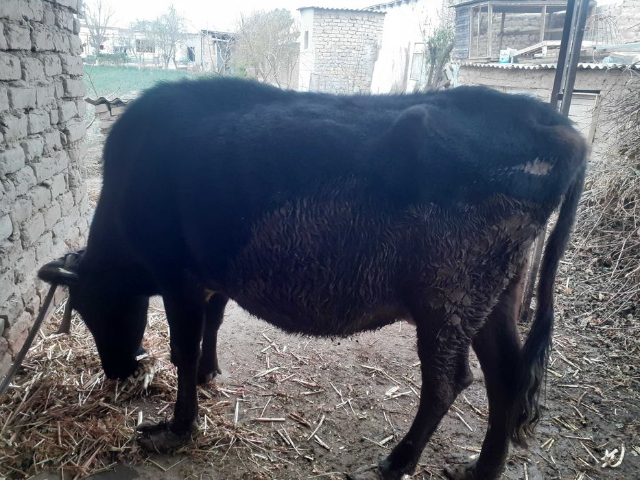 Bug'oz mol  Surxondaryo. 13mln kelishamiz