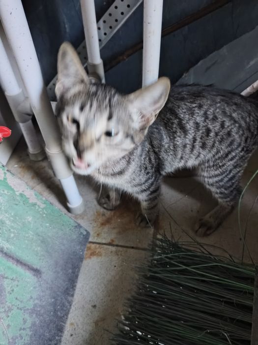 Отдам котят, мальчик и девочка бесплатно