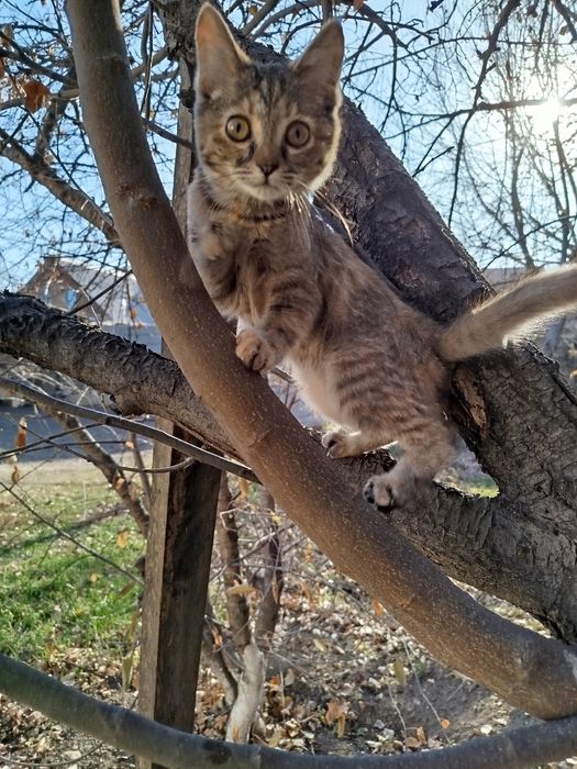 Кошка бесплатно Ұлжан1