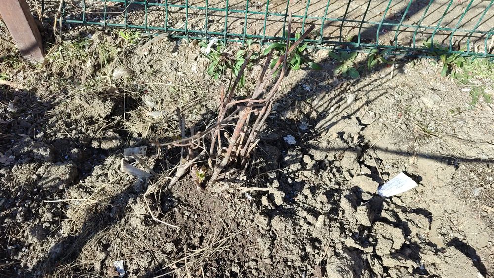 Продам саженец винного винограда