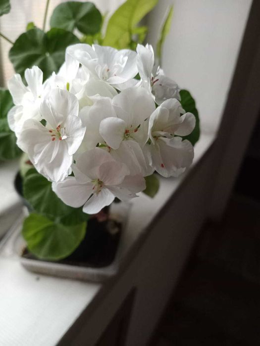 укорененные черенки белой герани