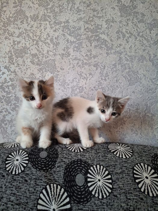 Отдам котят даром