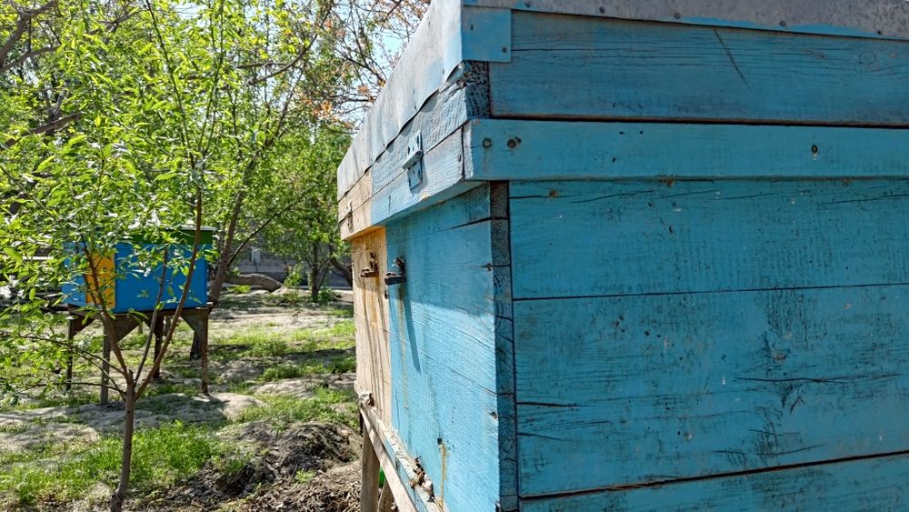 100% Tabiiy asal sotiladi | Toza qishloq asali