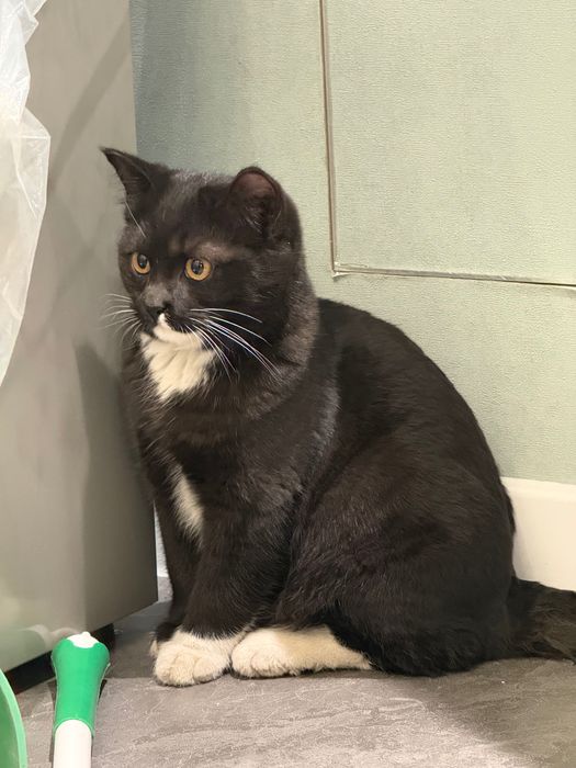 Кот, ~6 месяцев.