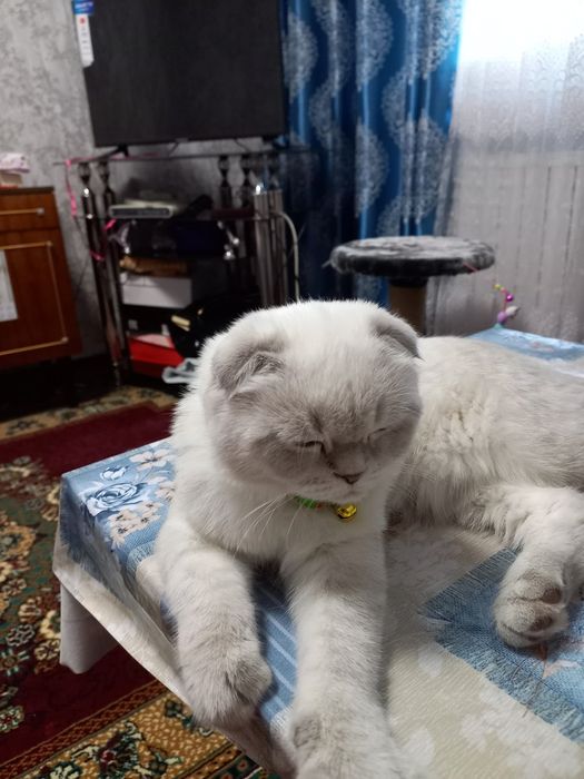 Зотдор мушук сотилади