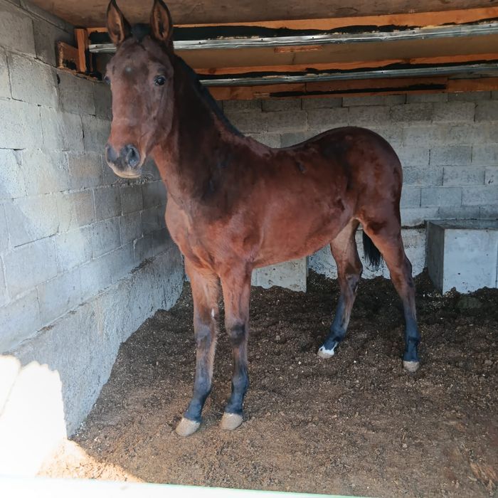 Жабагы 11 ай таза канды