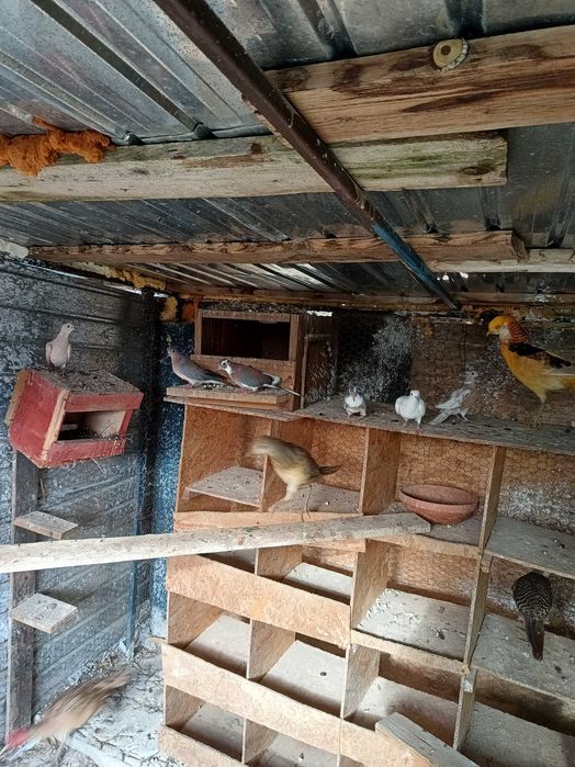 Fazani de vanzare auriu pe galben argintii