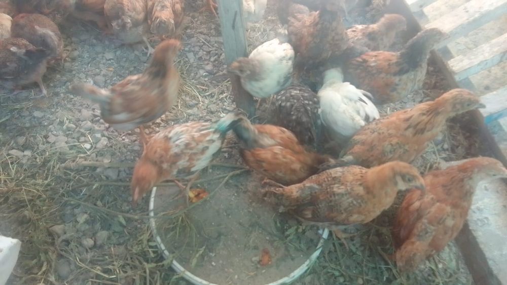 Продам домашних цыплят
