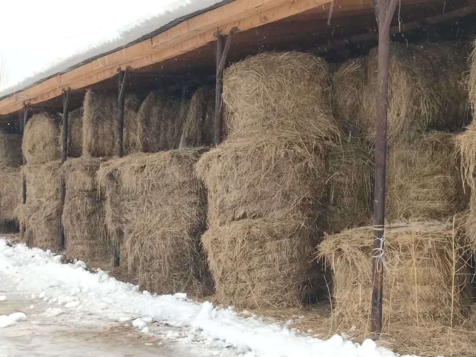 Продам сено 2025 сухое зеленое