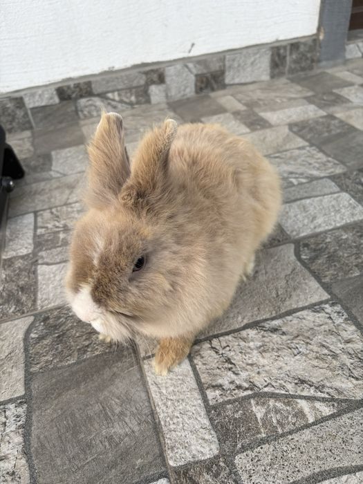 Vand sau schimb masculi cap de leu pitic